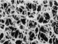 Regenerated Cellulose Membrane
